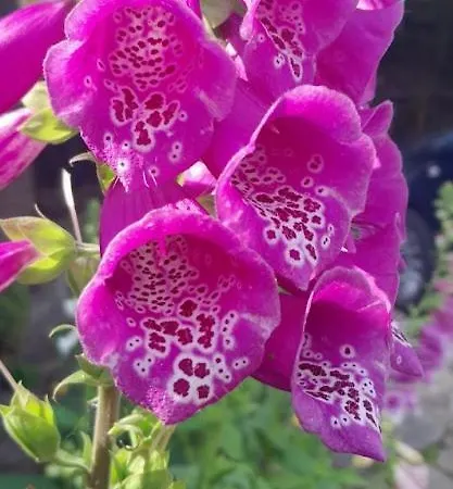 Rosehips At Kerensa, Naburn Apartment *