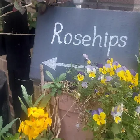 Rosehips At Kerensa, Naburn Daire