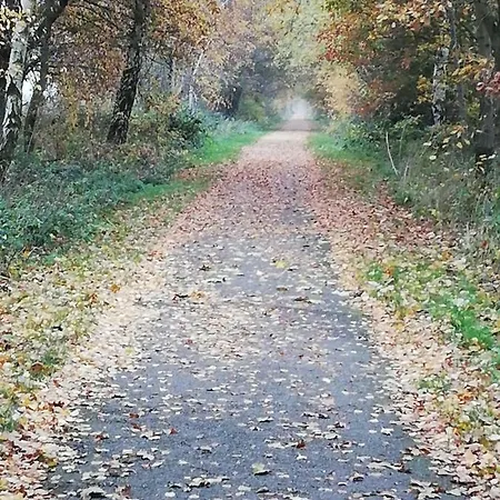 Rosehips At Kerensa, Naburn