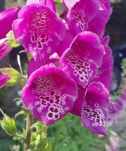 Rosehips At Kerensa, Naburn Appartement *