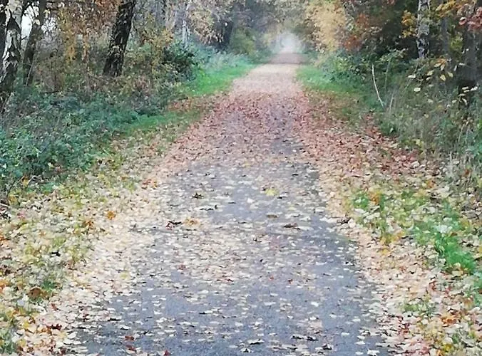Rosehips At Kerensa, Naburn
